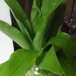 Édesburgonyás sárgarépás curry ananászkockákkal