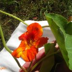 Meleg tésztasaláta 3 őszi hozzávalóból