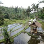 Medvehagymás zöldborsókrém tormával